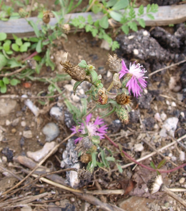 Centaurea sp.